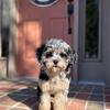 Blue Merle Phantom Toy Poodle stud only