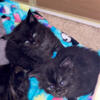 TICA registered Maine Coon Kittens