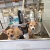 Adorable Pomeranian/Chihuahua Puppies Ready For Homes!