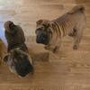 Shar pei 6 month old