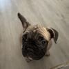 Puppy French bulldog 
