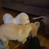 Christmas Golden retriever puppies!!