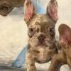 Adorable Isabella Merle French bulldog puppy