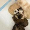 Yorkipoo puppies
