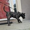 Presa Canario puppies