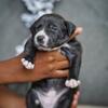 Husky-Pit x Lab-Terrier Puppies 🐶 Rare Designer Mix – Orlando & Nearby Pickup