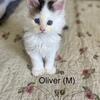Oliver Odd Eyed Polydactyl Male