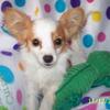 Papillons female, puppy, AKC/UKC registerable, born June 11, 2024
