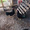 Roosters for sale