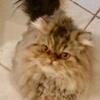 Free adoption for Persian cat ,Good hands,