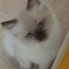 Beautiful Ragdoll kitten
