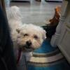5 year old Teddy Bear - Schitzu - Bichon