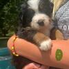 Quality Bernese Mountain Dog Puppies