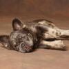 AKC registered and proven GRINCH FACED Fluffy French bulldog Ozzy available for stud