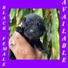 AKC Registered Labrador Retriever Puppy 