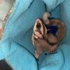 Male sugar gliders 