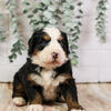 Bunny - Family Raised Bernese Mountain Dog Puppy Ready in May