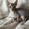 Sphynx kittens(hairless)