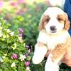 Mini Bernedoodles 