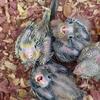 3 baby cockatiels