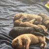 Doodle puppies for rehoming 