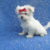 Maltese puppies