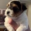 BIEWER (PARTI YORKIE) PUPPIES ready for homes 
