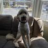 Golden Doodle/ Ladradoodle Stud 
