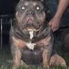Og china boy blood puppies 