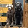 Labrador retriever puppies for sale 