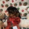 CKC registered Yorkies