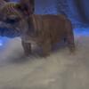 French bulldog puppies three months