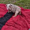 English Bulldog 