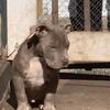 Male American bully puppies for Sale