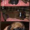 #1 Male Boxer Puppy  AKC Limited Registration  Baby Blue Ribbon $1700
