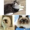 Persian kittens from award winning bloodlines