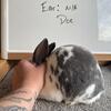 Fully Pedigreed Mini Rex 