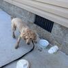 AKC Apricot Miniature Poodle Male Stud Fee