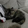 CFA Tortie Persians