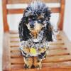 AKC Merle Toy Poodle STUD