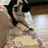 Addie: Female ShihPoo Available 