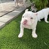 Male American bully