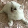 Ragdoll Female kitten