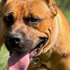 16 month old Cane Corso