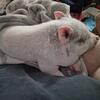 Mini pigs