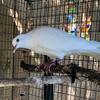 White Doves which make excellent pets or great aviary birds