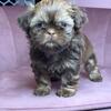 *sold* Akc liver / chocolate dobie female shih tzu