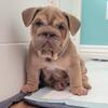 Full-suited tri color English Bulldog puppy - Brownie