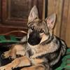 female German shepherd pup