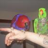 Pair of S.I Eclectus.